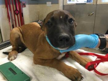 Cane Corso and Mixed Breed Dogs Available for Adoption in Riverside, California - STEVE | PetCurious