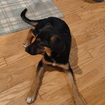 German Shepherd Dog and Mixed Breed Dogs Available for Adoption in Fredericksburg, Virginia - Dollar Bill | PetCurious