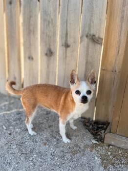 Chihuahua Dogs Available for Adoption in Muskegon, Michigan - Bea | PetCurious
