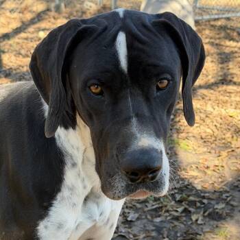 Rescue Great Dane Dogs for Adoption in Tom Bean, Texas - Baron | PetCurious