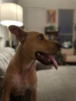 Sunni -  American Bully Dog for Adoption in Denver, Colorado - Sunni | PetCurious