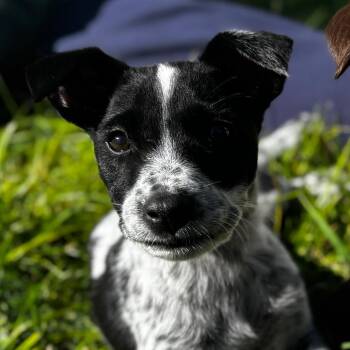 Sol -  Labrador Retriever and Australian Cattle Dog Blue Heeler Dog for Adoption in West Richland, Washington - Sol | PetCurious