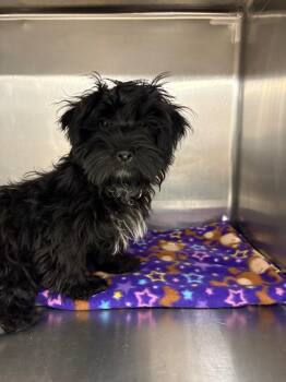 Pete -  Shih Tzu Dog for Adoption in Rock Springs, Wyoming - Pete | PetCurious