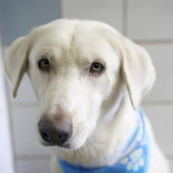 KYLIAN -  Great Pyrenees Dog for Adoption in San Antonio, Texas - KYLIAN | PetCurious