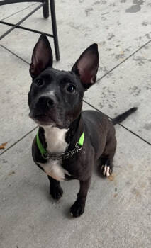 Rescue Mixed Breed Dogs for Adoption in Cincinnati, Ohio - Maggie | PetCurious