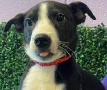 Border Collie Dogs Available for Adoption in Thompson Falls, Montana - Apollo | PetCurious