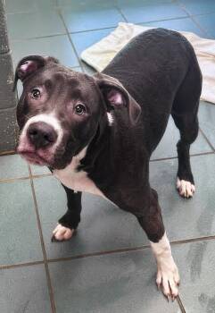 Zamboni -  Mixed Breed Dog for Adoption in Nashville, Tennessee - Zamboni | PetCurious