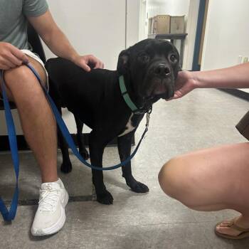 Bone -  Mixed Breed Dog for Adoption in Philadelphia, Pennsylvania - Bone | PetCurious