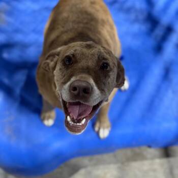 Betty -  Catahoula Leopard Dog and Mixed Breed Dog for Adoption in Fort Smith, Arkansas - Betty | PetCurious