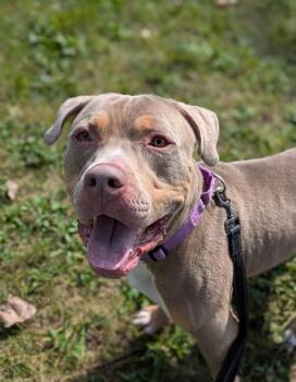 Rescue Pit Bull Terrier Dogs for Adoption in Syracuse, New York - Gunther | PetCurious