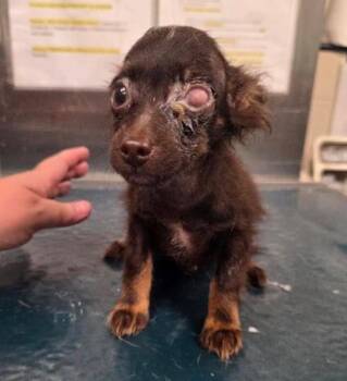 Ashton -  Chihuahua Dog for Adoption in Grand Bay, Alabama - Ashton | PetCurious