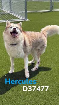 Husky Dogs Available for Adoption in Clarksville, Tennessee - Hercules | PetCurious