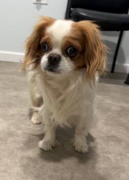 Cavalier King Charles Spaniel Dogs Available for Adoption in Grant, Nebraska - We Willy Winkum | PetCurious
