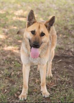German Shepherd Dog Dogs Available for Adoption in Southaven, Mississippi - ABBY | PetCurious