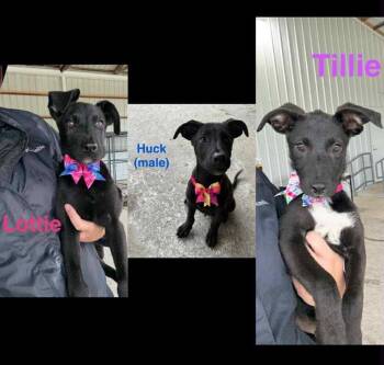 Rescue Terrier Dogs for Adoption in Palatine, Illinois - Lottie | PetCurious