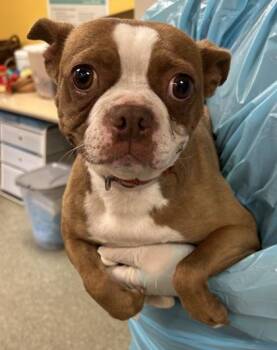 Annie -  Boston Terrier and Mixed Breed Dog for Adoption in Kansas City, Missouri - Annie | PetCurious