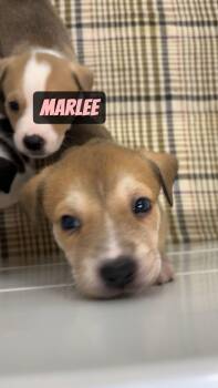 Marlee -  Pit Bull Terrier and Cattle Dog Dog for Adoption in Gilberts, Illinois - Marlee | PetCurious