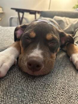 Nola -  Pit Bull Terrier and Mixed Breed Dog for Adoption in Fort Collins, Colorado - Nola | PetCurious