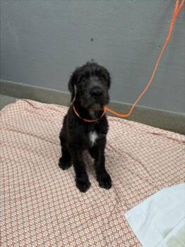 CHOCOLATE MILK -  Labrador Retriever and Poodle Dog for Adoption in Las Vegas, Nevada - CHOCOLATE MILK | PetCurious