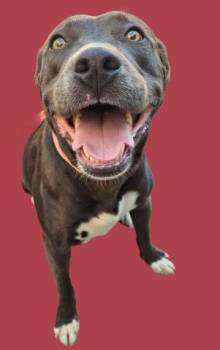 Rescue Pit Bull Terrier Dogs for Adoption in Thousand Oaks, California - Tulip -- LONGTIME RESIDENT! | PetCurious