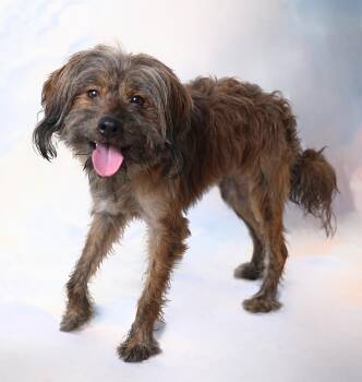 DEXTER -  Terrier Dog for Adoption in Pasadena, California - DEXTER | PetCurious