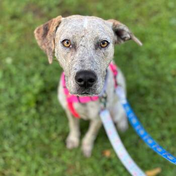 Vonny -  Mixed Breed Dog for Adoption in Wantagh, New York - Vonny | PetCurious
