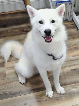 King -  Husky Dog for Adoption in New Smyrna Beach, Florida - King | PetCurious