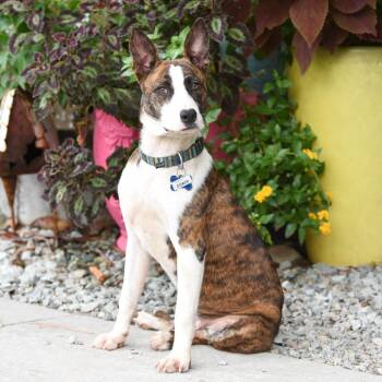 Coach -  Terrier and Mixed Breed Dog for Adoption in Wake Forest, North Carolina - Coach | PetCurious
