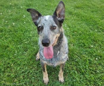BANDIT -  Australian Cattle Dog Blue Heeler and Mixed Breed Dog for Adoption in Albuquerque, New Mexico - BANDIT | PetCurious