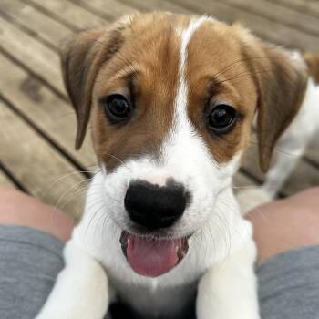 Mixed Breed Dogs Available for Adoption in Grinnell, Iowa - Devon | PetCurious
