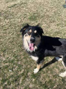 Husky and Border Collie Dogs Available for Adoption - Bear | PetCurious