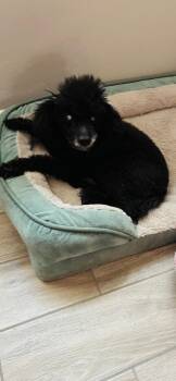 Moon Pie -  Poodle Dog for Adoption in Tucson, Arizona - Moon Pie | PetCurious