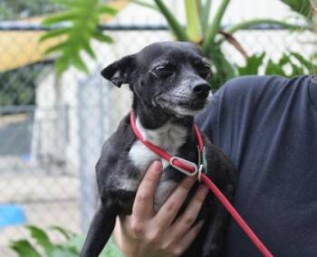Chihuahua and Mixed Breed Dogs Available for Adoption in Brunswick, Georgia - Chanel | PetCurious