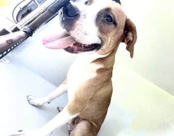 AUGGIE -  American Staffordshire Terrier Dog for Adoption in Houston, Texas - AUGGIE | PetCurious