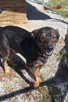 Reuben -  Shepherd Dog for Adoption in Stanton, Kentucky - Reuben | PetCurious