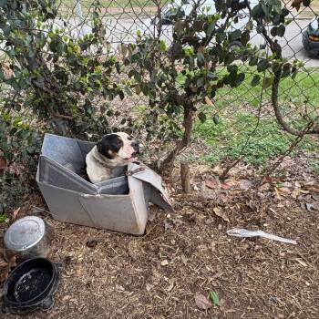 English Bulldog Dogs Available for Adoption - Fadi | PetCurious