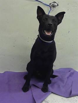 Labrador Retriever and Mixed Breed Dogs Available for Adoption in Houston, Texas - ROBBY | PetCurious