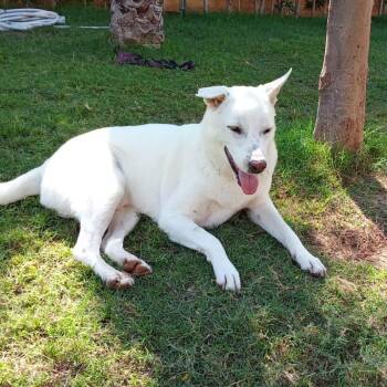 PONDOKE -  Shepherd Dog for Adoption in New York, New York - PONDOKE | PetCurious