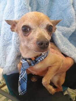 Chihuahua Dogs Available for Adoption in Phoenix, Arizona - Miso | PetCurious