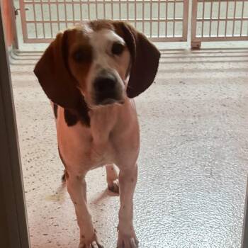 Marco -  Beagle Dog for Adoption in Providence Forge, Virginia - Marco | PetCurious