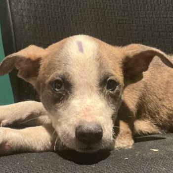 Grinnell -  Mixed Breed Dog for Adoption in Durant, Oklahoma - Grinnell | PetCurious