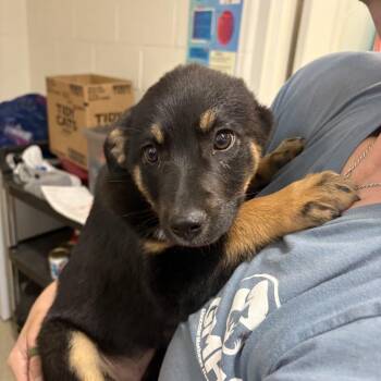 Shepherd Dogs Available for Adoption in Gloucester, Virginia - Abraham | PetCurious