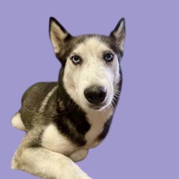 Rescue Husky Dogs for Adoption in Scottsdale, Arizona - Koi | PetCurious