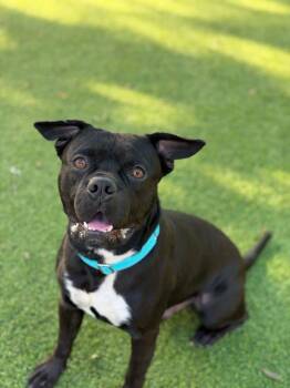 Dozer -  Terrier Dog for Adoption in Lakeland, Florida - Dozer | PetCurious