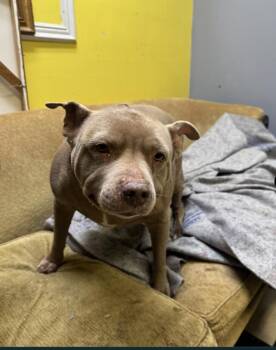 Pit Bull Terrier Dogs Available for Adoption - Bella | PetCurious