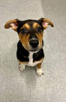 Juna -  Mixed Breed Dog Available for Adoption in Moundsville, West Virginia - Juna | PetCurious