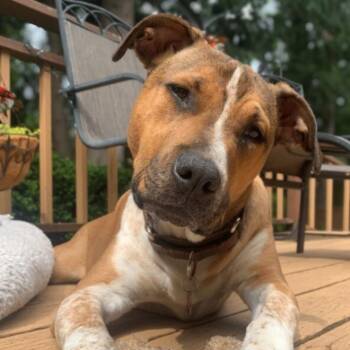 American Staffordshire Terrier and Pit Bull Terrier Dogs Available for Adoption in Friendswood, Texas - Bam Bam Loveable Lug | PetCurious