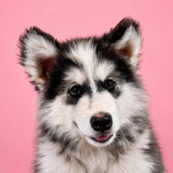 Alaskan Malamute Dogs Available for Adoption in Mankato, Minnesota - Eska | PetCurious