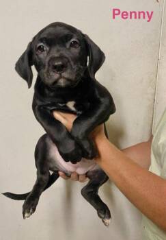 Penny -  Labrador Retriever Dog for Adoption in Manchester, Connecticut - Penny | PetCurious