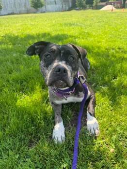 Rescue Pit Bull Terrier Dogs for Adoption in Philadelphia, Pennsylvania - Marilyn | PetCurious